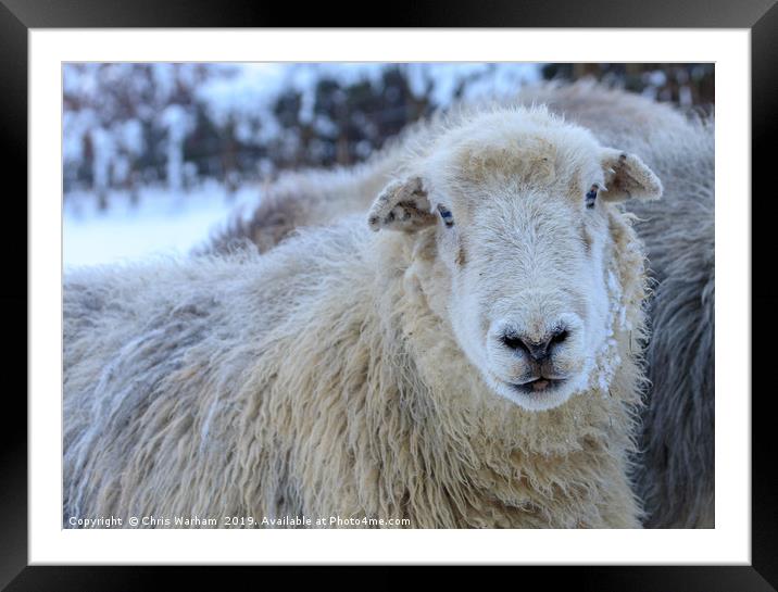 Herdwick Sheep in the snow Framed Mounted Print by Chris Warham