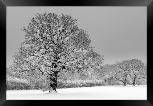 Trees in a virgin snow field - after the snow stor Framed Print by Chris Warham