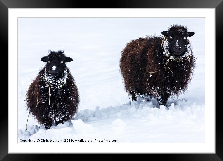Two black sheep in the snow Framed Mounted Print by Chris Warham