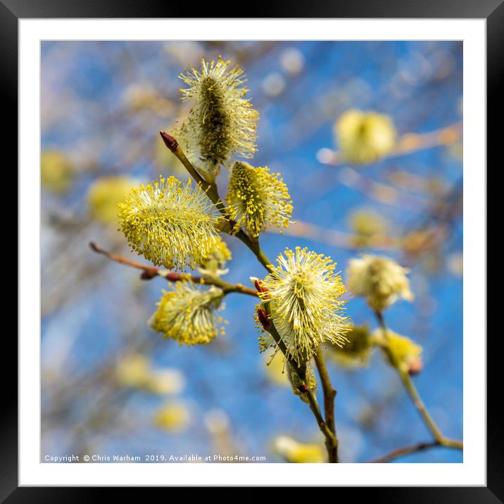 Spring - pussy willow in the sunshine Framed Mounted Print by Chris Warham