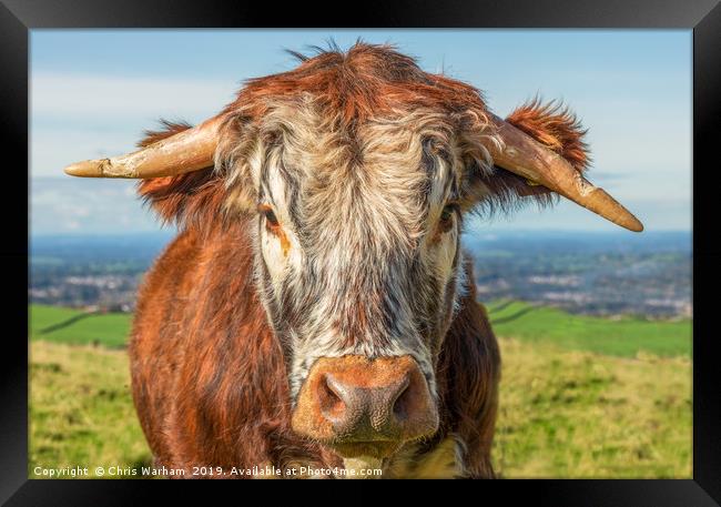Cow portrait. English Longhorn Framed Print by Chris Warham