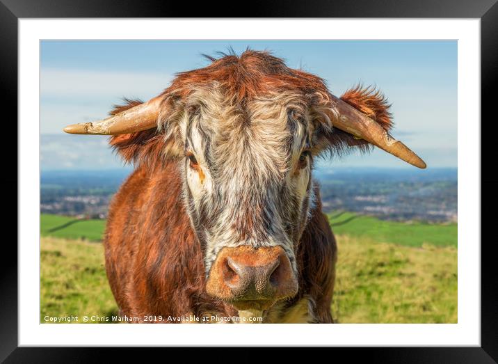 Cow portrait. English Longhorn Framed Mounted Print by Chris Warham