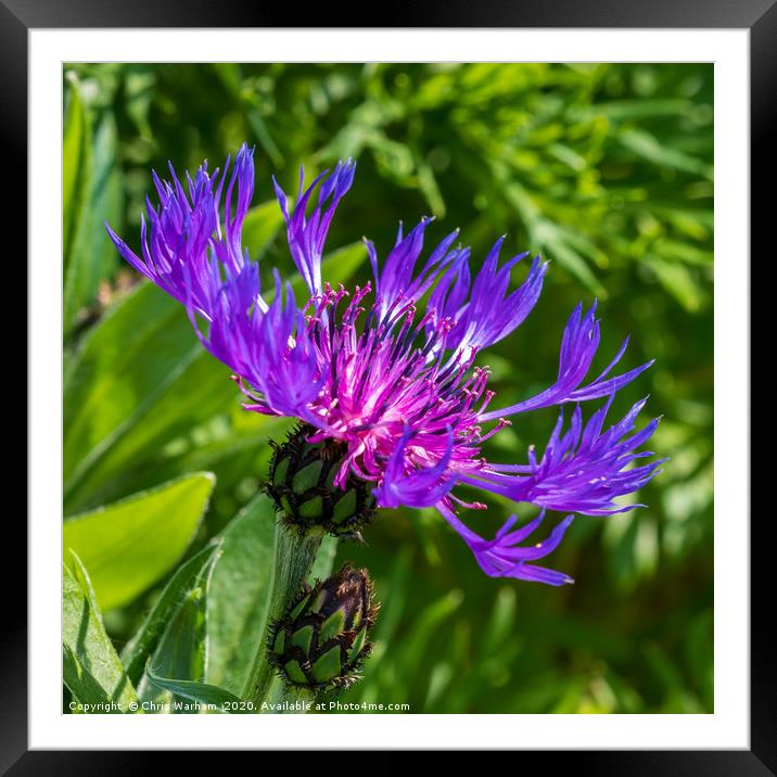 Spring flowers - Purple Greater Knapweed Framed Mounted Print by Chris Warham
