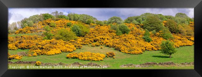 Yellow flowering gorse on a Peak District hillside Framed Print by Chris Warham
