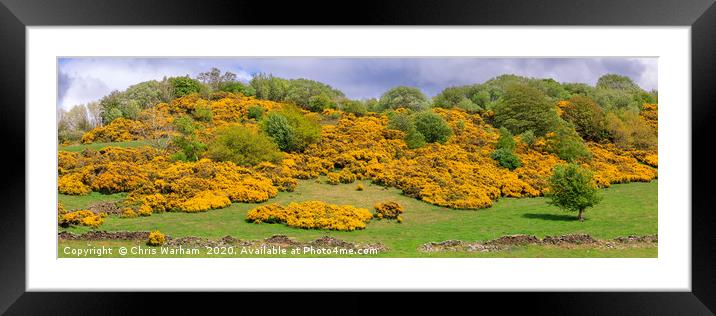 Yellow flowering gorse on a Peak District hillside Framed Mounted Print by Chris Warham