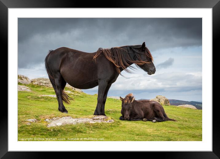 Dartmoor Pony with its foal Framed Mounted Print by Chris Warham