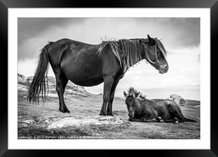 Dartmoor Pony and Foal in black and white Framed Mounted Print by Chris Warham
