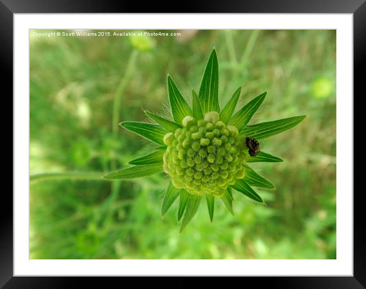  Macro green plant Framed Mounted Print by Scott Williams