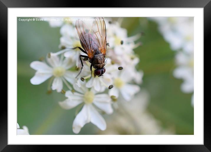  Bug on flower Framed Mounted Print by Scott Williams