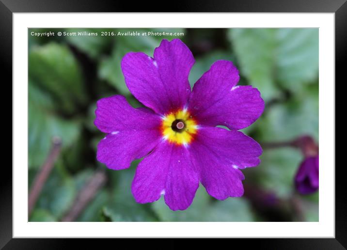 The purple flower Framed Mounted Print by Scott Williams