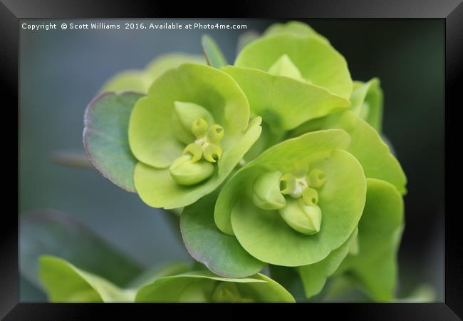 Little green leaves Framed Print by Scott Williams