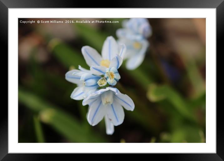 White and blue stripe Framed Mounted Print by Scott Williams