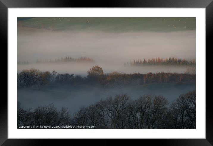 First light on tree tops, Lake District Framed Mounted Print by Philip Royal