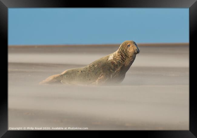 Alert Grey Seal in Drifting Sand Framed Print by Philip Royal
