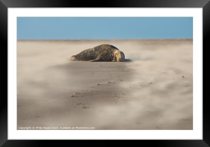 Grey Seal surrounded by Drifting Sand Framed Mounted Print by Philip Royal