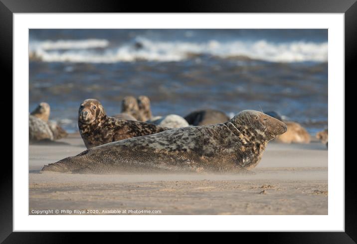 Grey Seal group in Drifting Sand Framed Mounted Print by Philip Royal