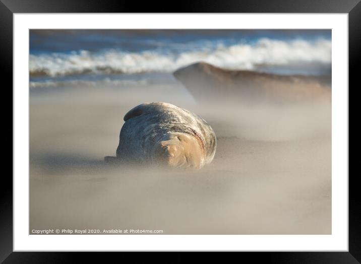 Grey Seal asleep in Drifting Sand Framed Mounted Print by Philip Royal