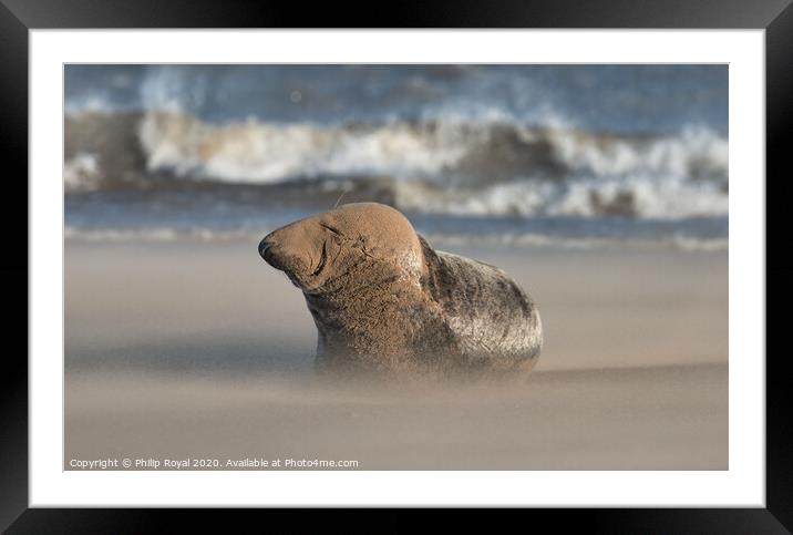 Grey Seal resting in Drifting Sand Framed Mounted Print by Philip Royal