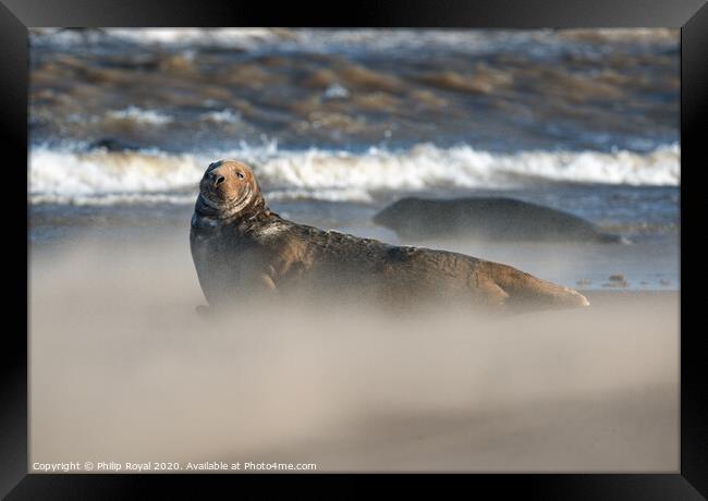 Grey Seal in Drifting Sand and waves Framed Print by Philip Royal