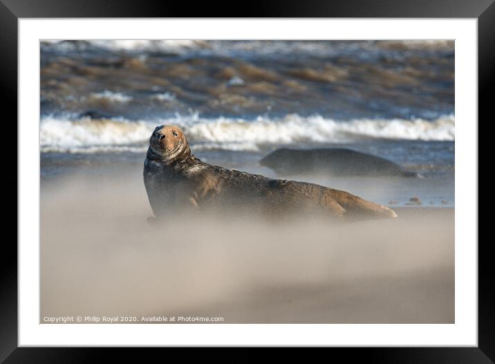 Grey Seal in Drifting Sand and waves Framed Mounted Print by Philip Royal