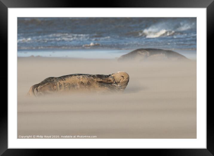 Grey Seals resting in Drifting Sand Framed Mounted Print by Philip Royal