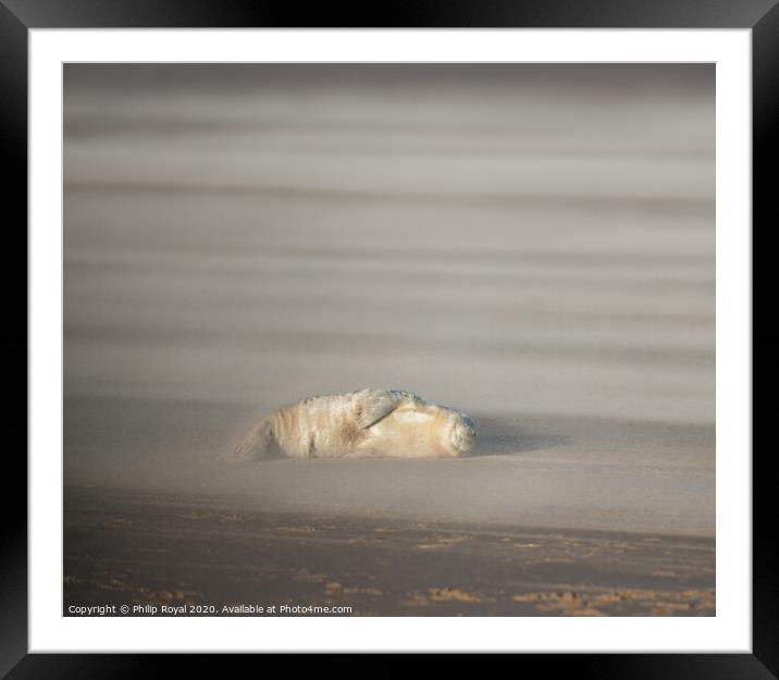 Abandoned Grey Seal pup in Drifting Sand Framed Mounted Print by Philip Royal
