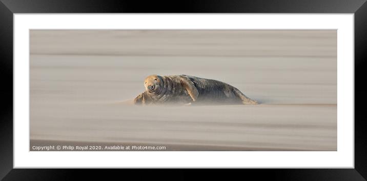 Adult Grey Seal lying in Drifting Sand Framed Mounted Print by Philip Royal