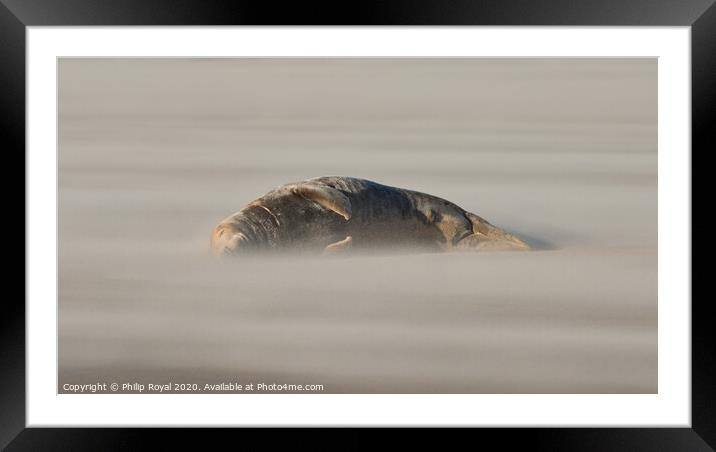 An Adult Sleeping Grey Seal in Drifting Sand Framed Mounted Print by Philip Royal