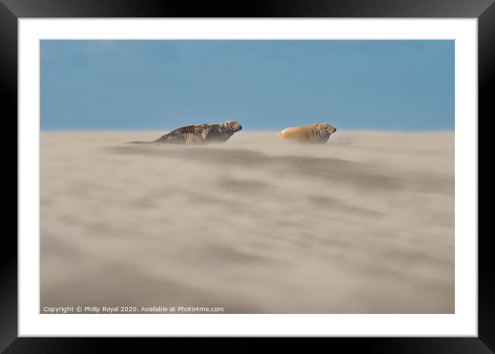 Grey Seal pair in Drifting Sand Framed Mounted Print by Philip Royal
