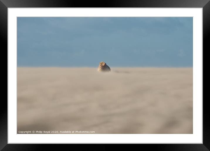 A grey Seal lying in Drifting Sand - Abstract dist Framed Mounted Print by Philip Royal