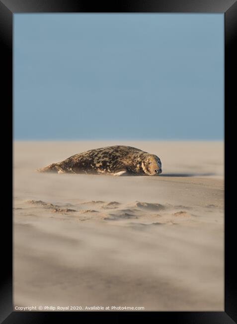 A Grey Seal lying in Drifting Sand (portrait forma Framed Print by Philip Royal