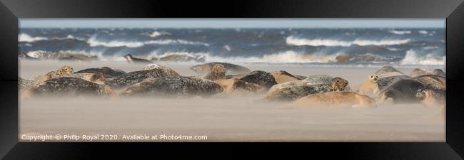 Grey Seal Group lying in Drifting Sand Framed Print by Philip Royal