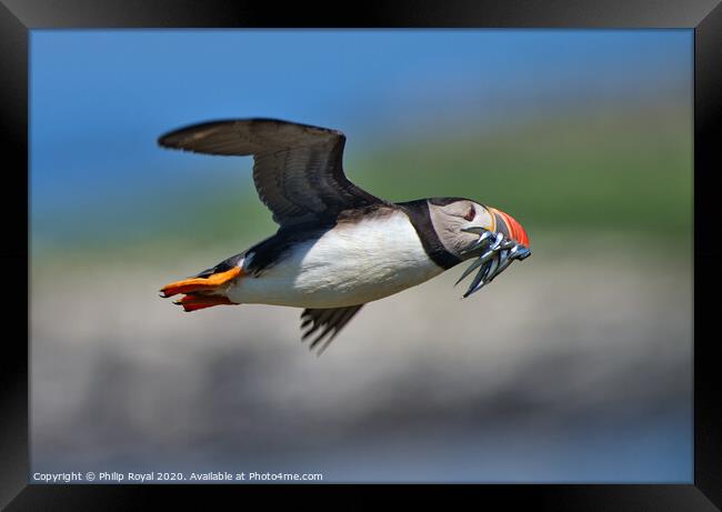Puffin with Sand Eels in flight turning left Framed Print by Philip Royal