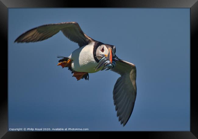 Puffin with Sand Eels in flight head on Framed Print by Philip Royal