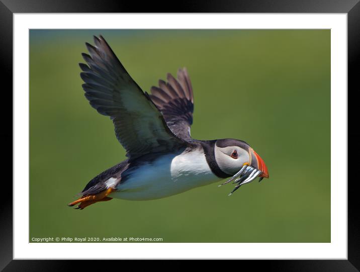 A Puffin with Sand Eels in flight Framed Mounted Print by Philip Royal