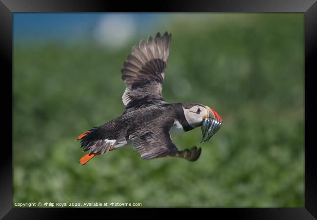 Puffin with Sand Eels about to land Framed Print by Philip Royal