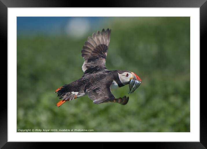 Puffin with Sand Eels about to land Framed Mounted Print by Philip Royal
