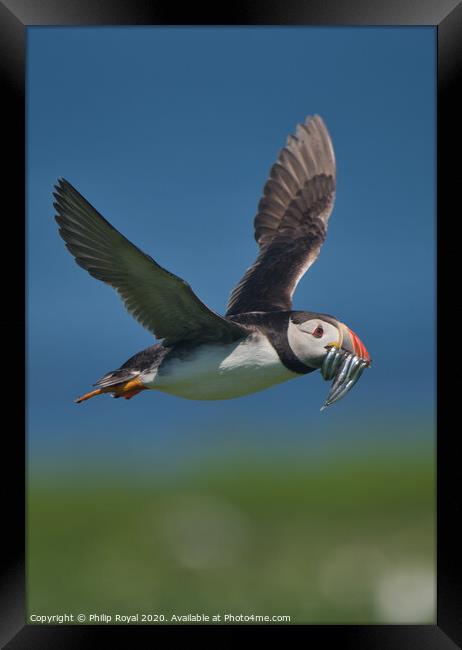 Puffin with Sand Eels in flight over sea Framed Print by Philip Royal
