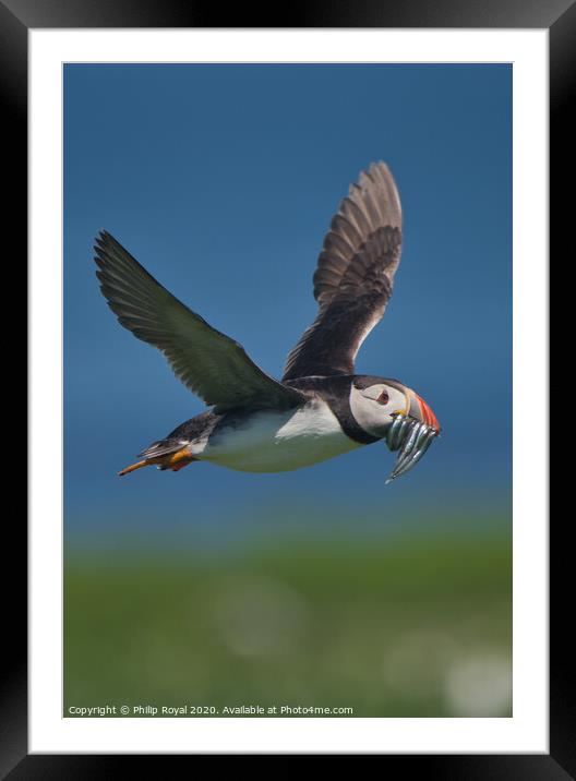 Puffin with Sand Eels in flight over sea Framed Mounted Print by Philip Royal