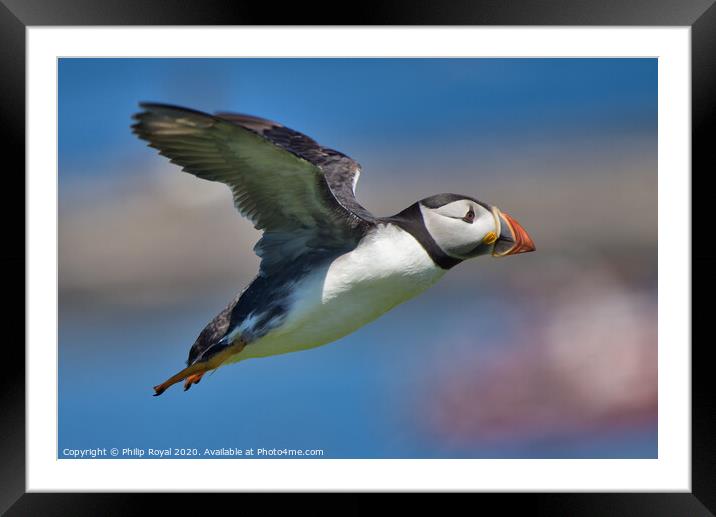 Puffin in flight over the sea Framed Mounted Print by Philip Royal