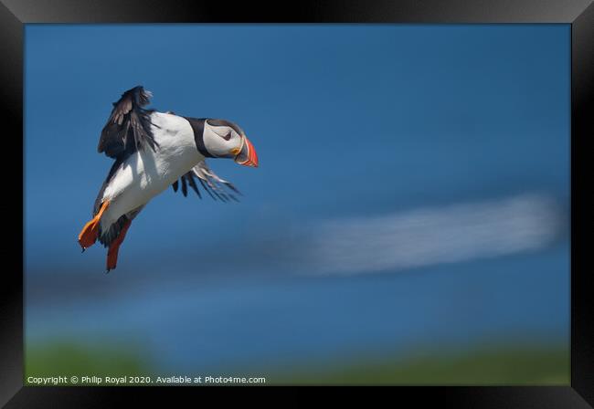 Puffin on Final Landing Approach Framed Print by Philip Royal