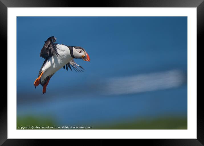 Puffin on Final Landing Approach Framed Mounted Print by Philip Royal