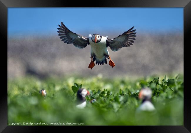 Puffin head on Landing Approach Framed Print by Philip Royal
