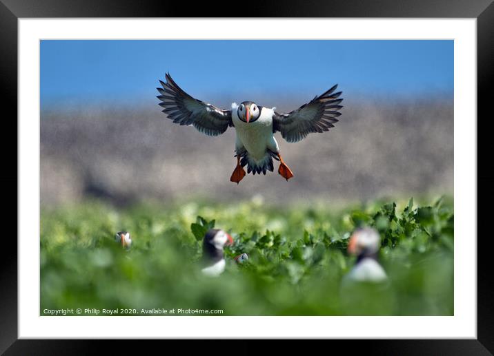 Puffin head on Landing Approach Framed Mounted Print by Philip Royal