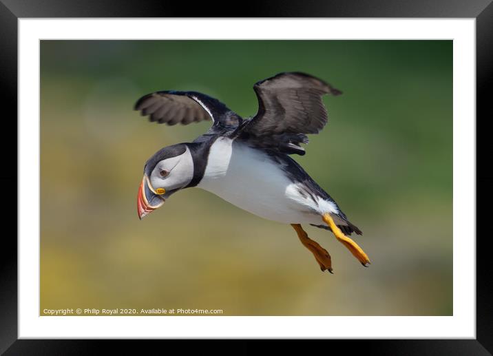 Flying Puffin looking for a landing spot Framed Mounted Print by Philip Royal