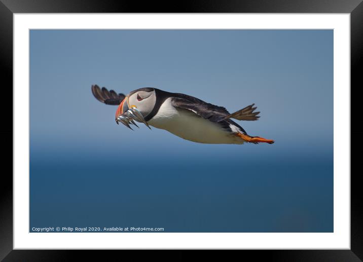 Puffin with Sand Eels in flight flying right to left  Framed Mounted Print by Philip Royal