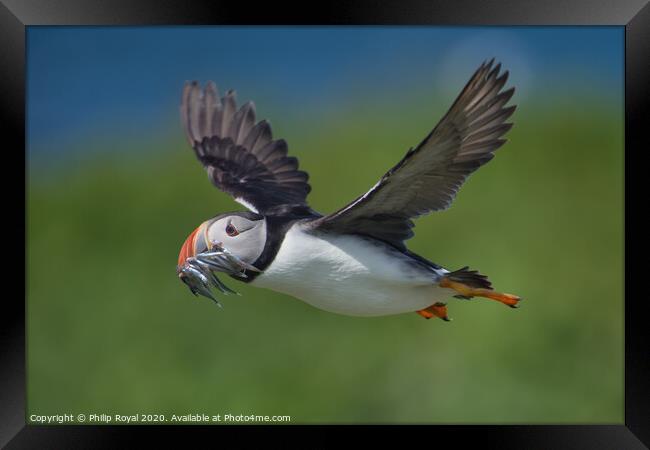 Puffin with Sand Eels in flight right to left Framed Print by Philip Royal