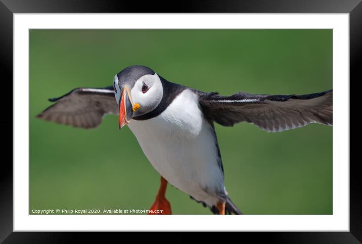 Puffin Landing close up Framed Mounted Print by Philip Royal