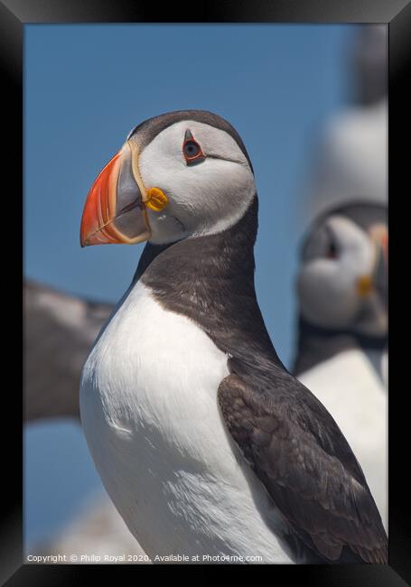 Puffin Upper Body Portrait looking to left Framed Print by Philip Royal