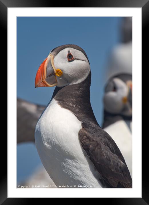 Puffin Upper Body Portrait looking to left Framed Mounted Print by Philip Royal
